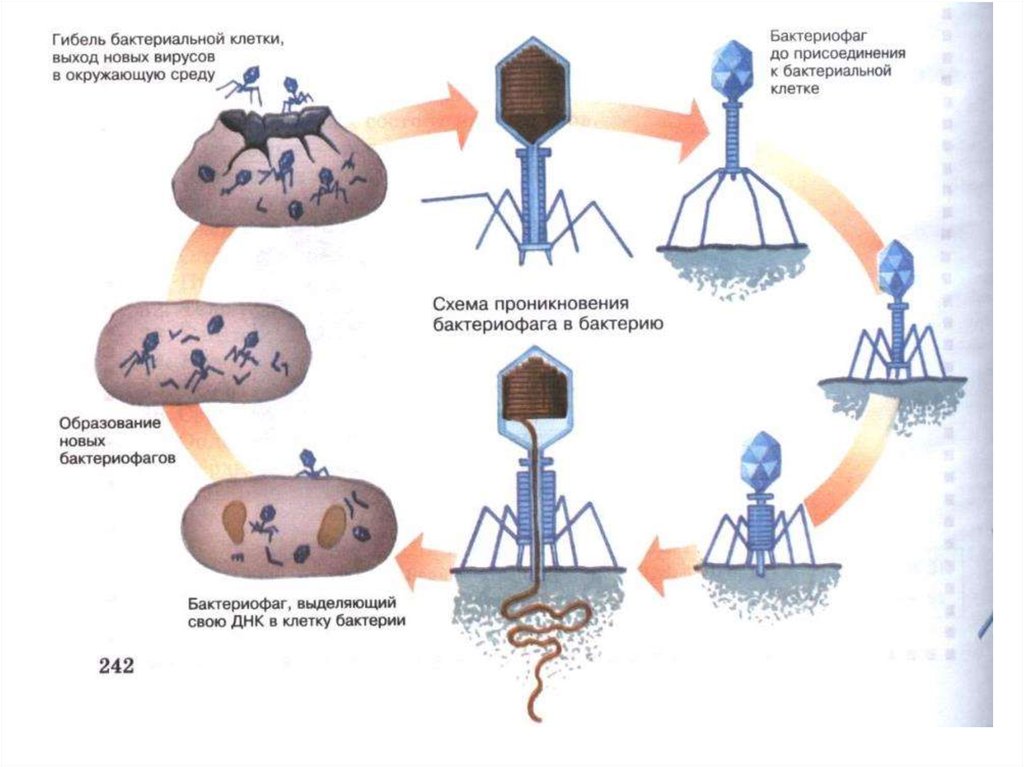 Цикл бактерии. Жизненный цикл бактериофага схема. Схема проникновения бактериофага в клетку. Стадии жизненного цикла бактериофага.