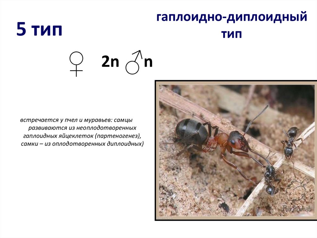 Наследование сцепленное с полом презентация 10 класс. Самец муравья. Самцы муравьев. Муравьи самки и самцы.