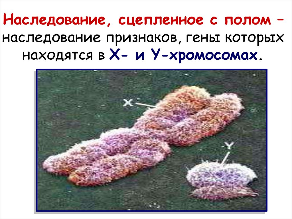 Генетика пола и наследование сцепленное с полом 10 класс презентация