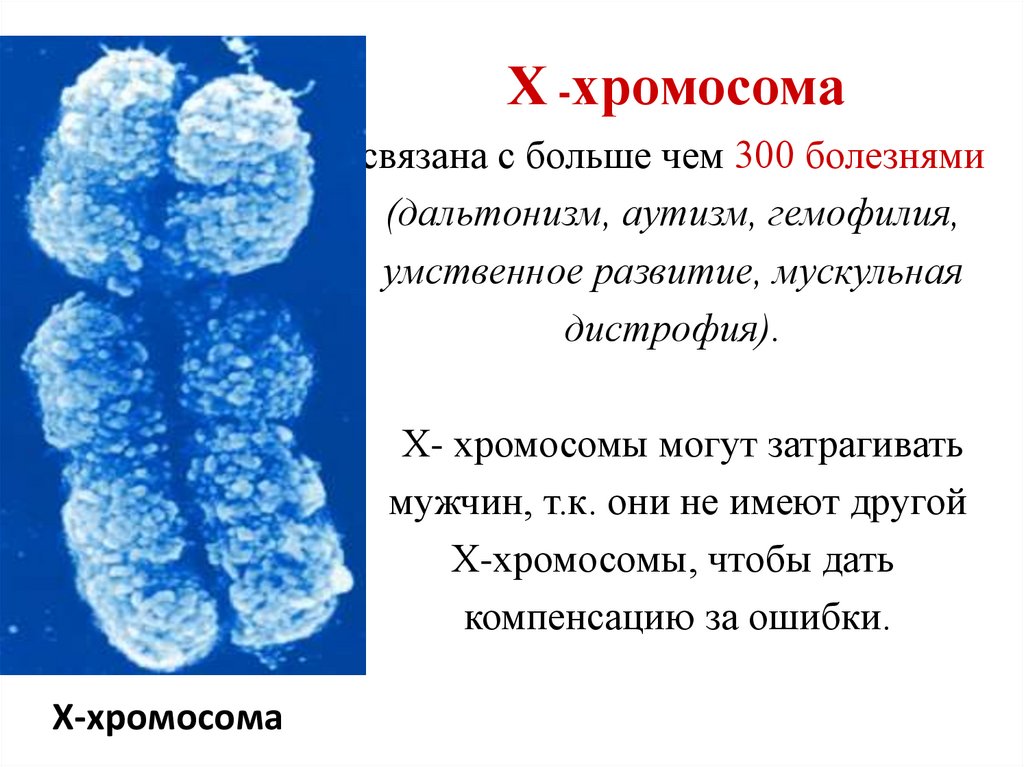 Х хромосома это мужская