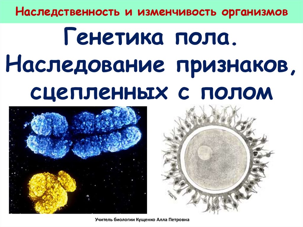 Презентация на тему генетика пола сцепленное с полом наследование 9 класс