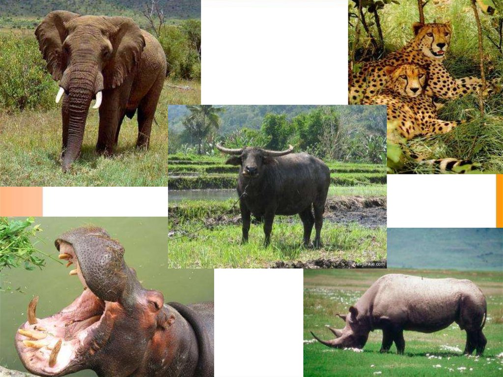 Носорог природная зона. Разнообразие природы Африки. Природные зоны Африки охрана природы. Слон Бегемот носорог буйвол.