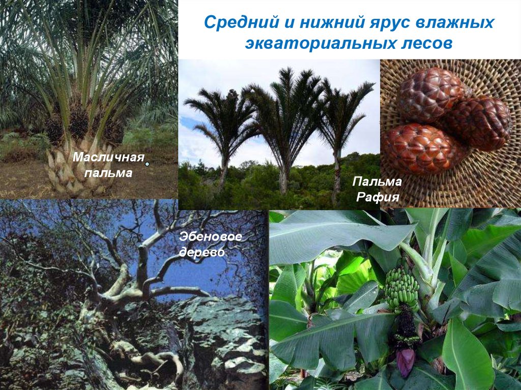 Фикус природная зона. Саванна растительность масличная Пальма. Масличная Пальма Экватор. Эбеновое дерево природная зона Африки. Масличная Пальма влажных экваториальных лесов.