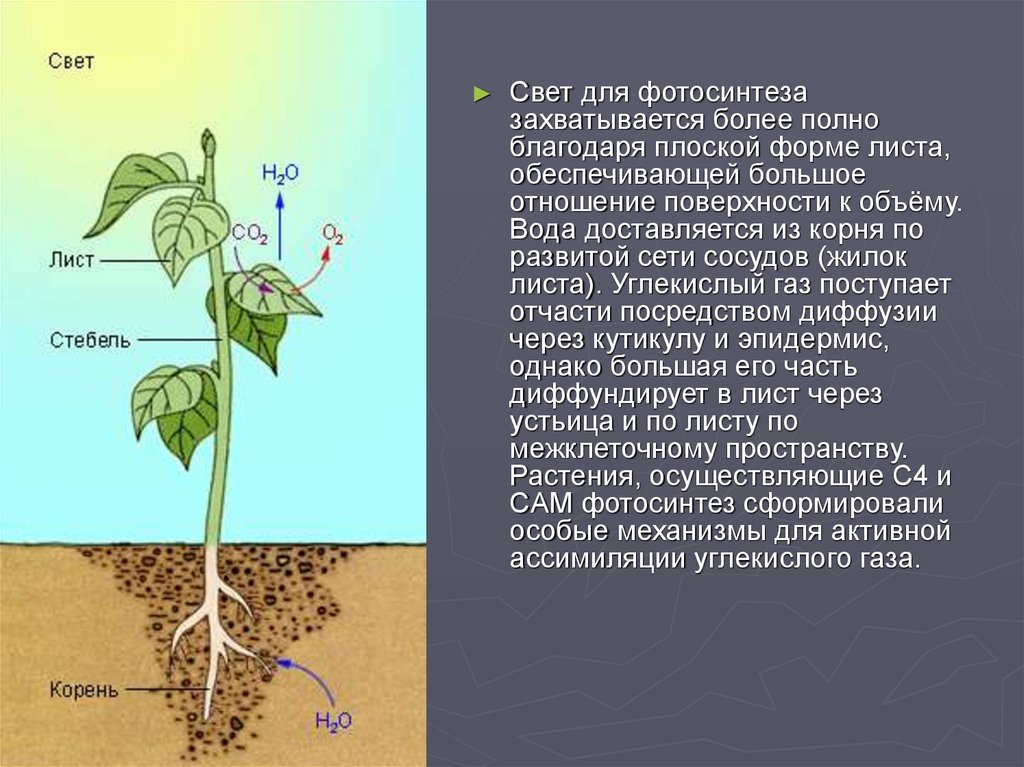 Вода выделяется при фотосинтезе. Растения без фотосинтеза. Процесс фотосинтеза в листе. Фотосинтез в корнях растений. Фотосинтез углекислый ГАЗ.
