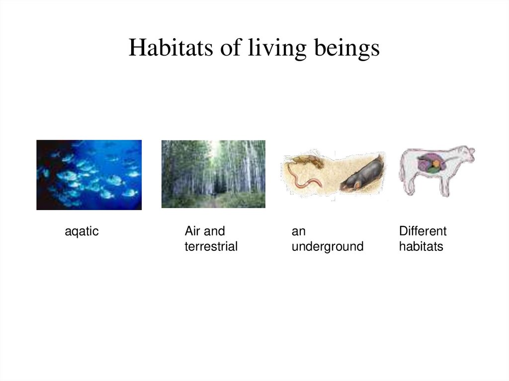 Habitats of living beings