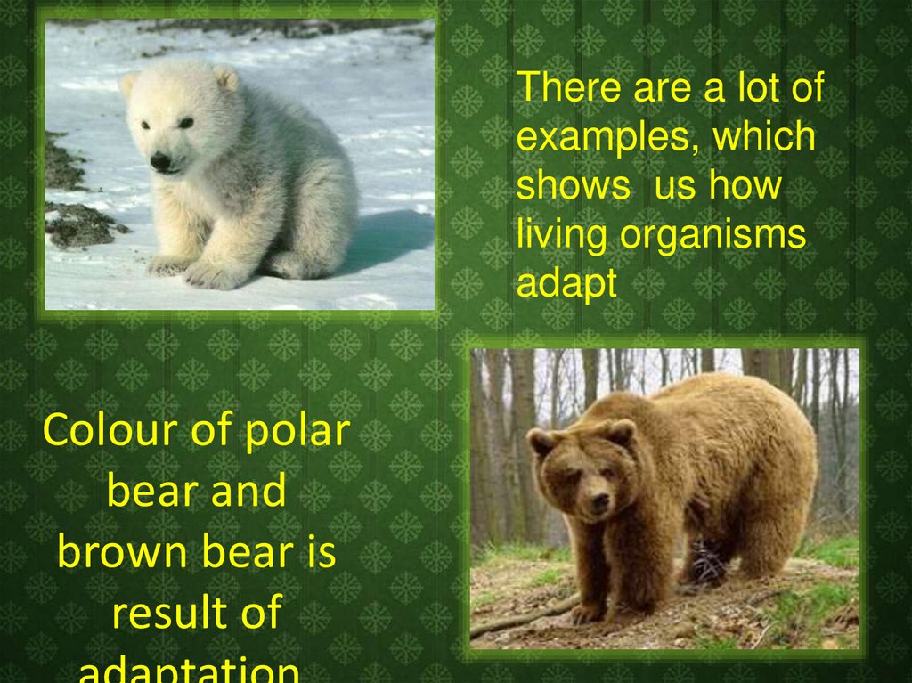 Colour of polar bear and brown bear is result of adaptation.