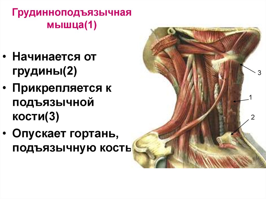 Мышцы расположенные ниже подъязычной кости. Строение мышц шеи спереди подъязычные. Мышцы которые крепятся к подъязычной кости. Мышцы шеи прикрепляющиеся к подъязычной кости. Мышцы связанные с подъязычной костью.