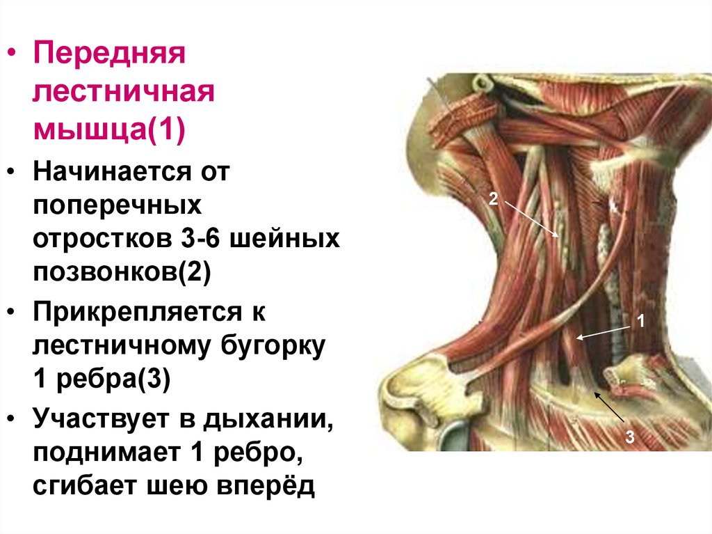 Лестничные мышцы анатомия. Передняя лестничная мышца шеи анатомия. Лестничные мышцы шеи анатомия функции. Задняя лестничная мышца шеи анатомия. Передние лестничные мышцы шеи анатомия.