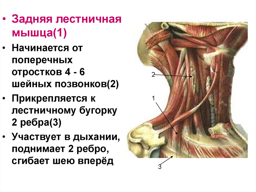 Лестничные мышцы анатомия