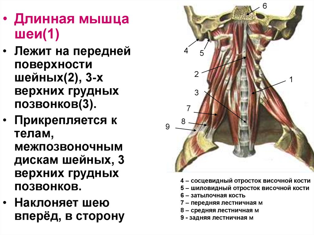 Длина мышц. Длинная мышца шеи анатомия. Мышцы шеи 3 позвонка. Аутохтонные мышцы шеи. Надподъязычные мышцы шеи.