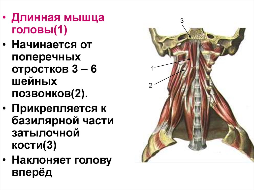 Длиннейшая мышца. Длинная мышца головы (m. Longus capitis). Длинная мышца шеи анатомия. Мышцы шеи 3 позвонка. Мышцы флексоры шеи.