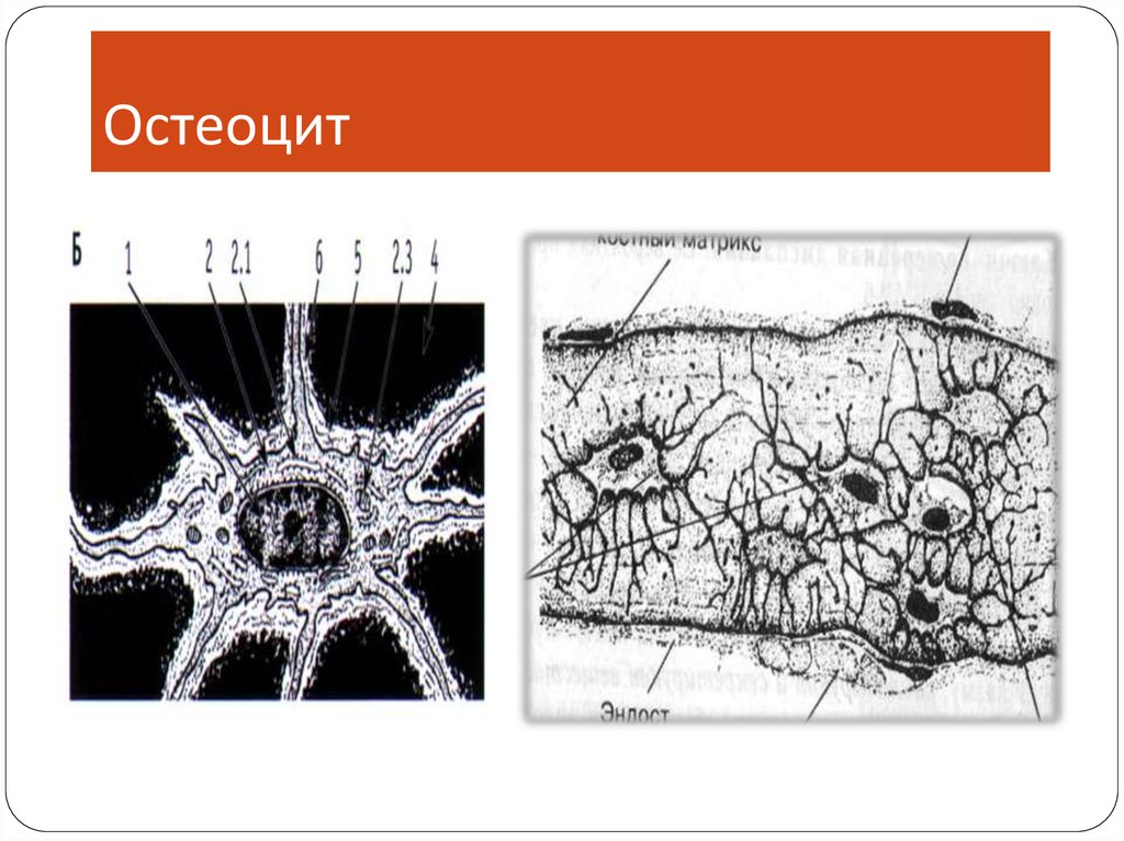 Остеоциты функции. Костные клетки остеоциты. Костная ткань остеоциты. Остеоцит строение. Остеоциты рисунок.