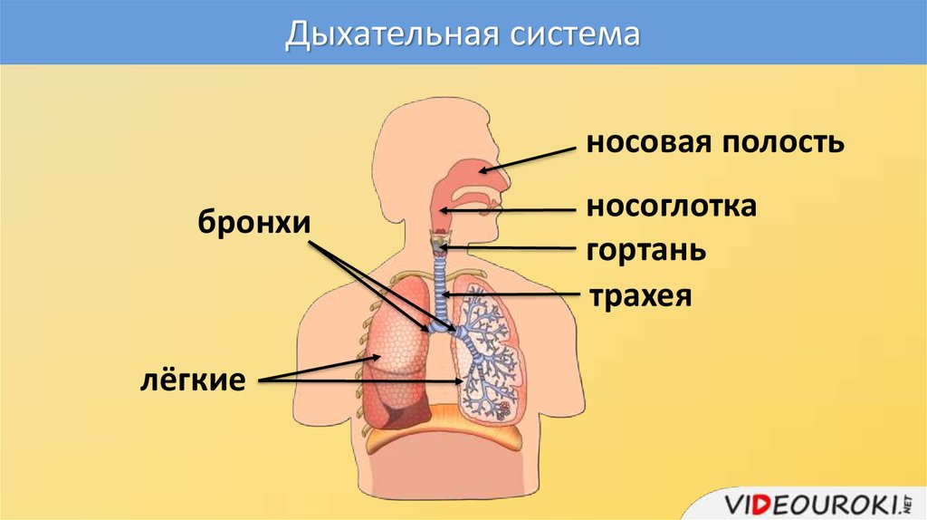 Презентация легкие газообмен в легких и других тканях 8 класс