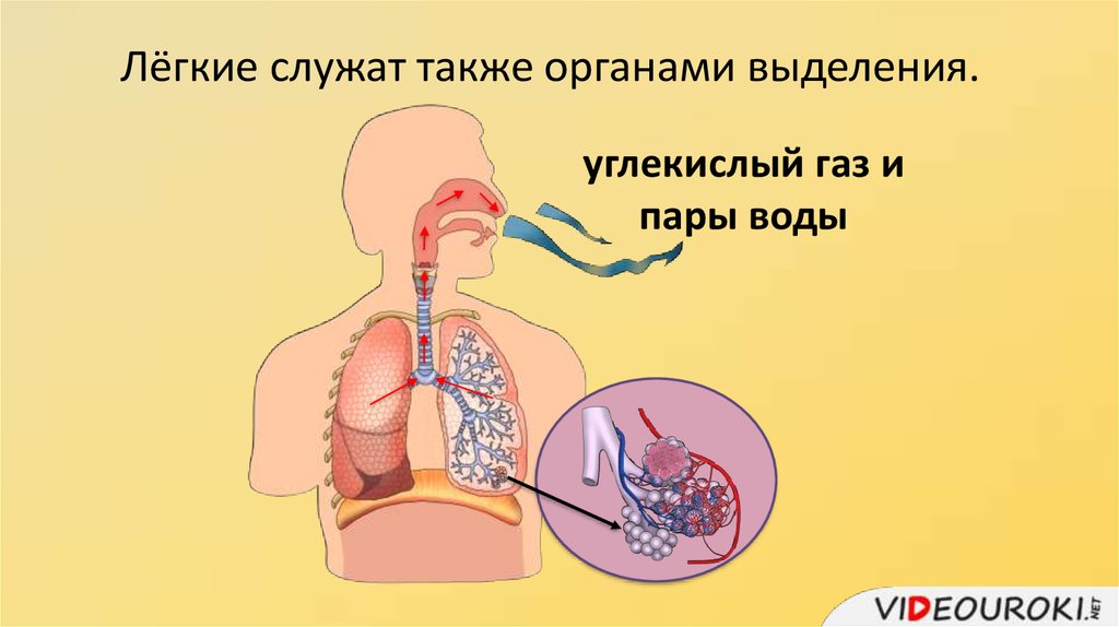 Также органов. Углекислый ГАЗ В лёгких. Органы выделения углекислого газа. Удаляет углекислый ГАЗ из органов и тканей. Лёгкие служат человеку для.