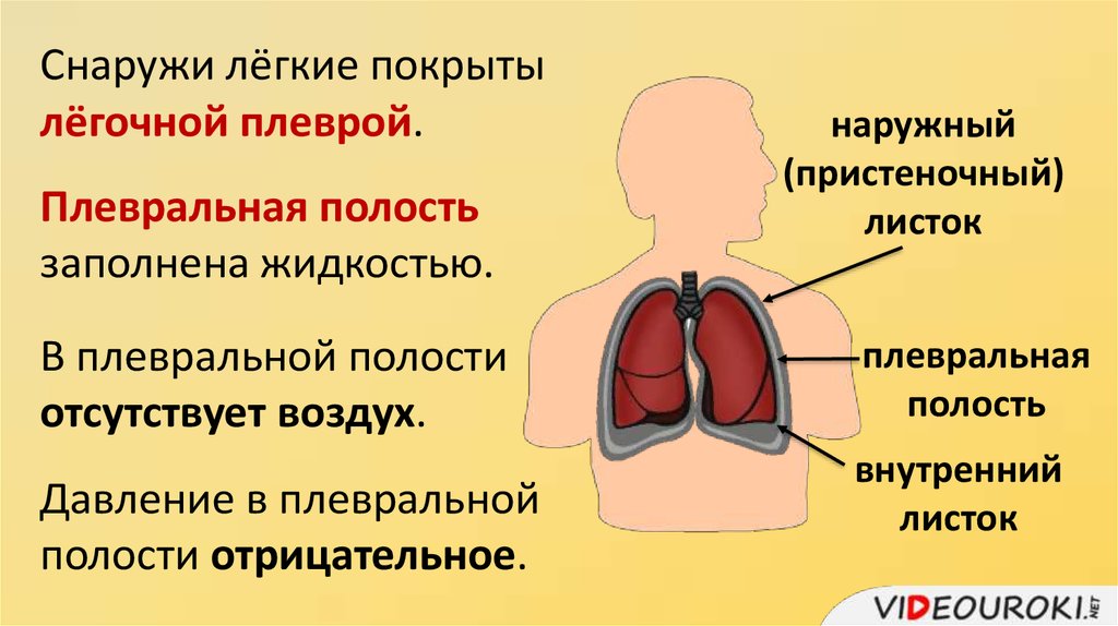 Полость заполненная жидкостью. Снаружи легкое покрыто. Снаружи лёгкиепокрыьы. Снаружи легкие покрыты плеврой. Снаружи каждое легкое покрыто легочной плеврой.