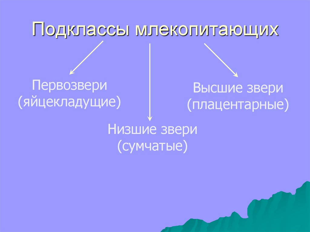 Первозвери и сумчатые презентация