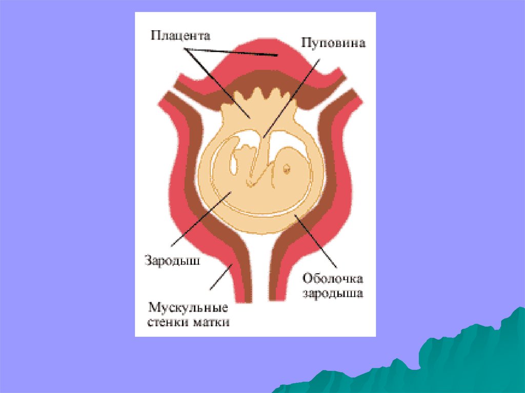 Восстанови верную последовательность пунктов плана прочитанного текста ссора птиц