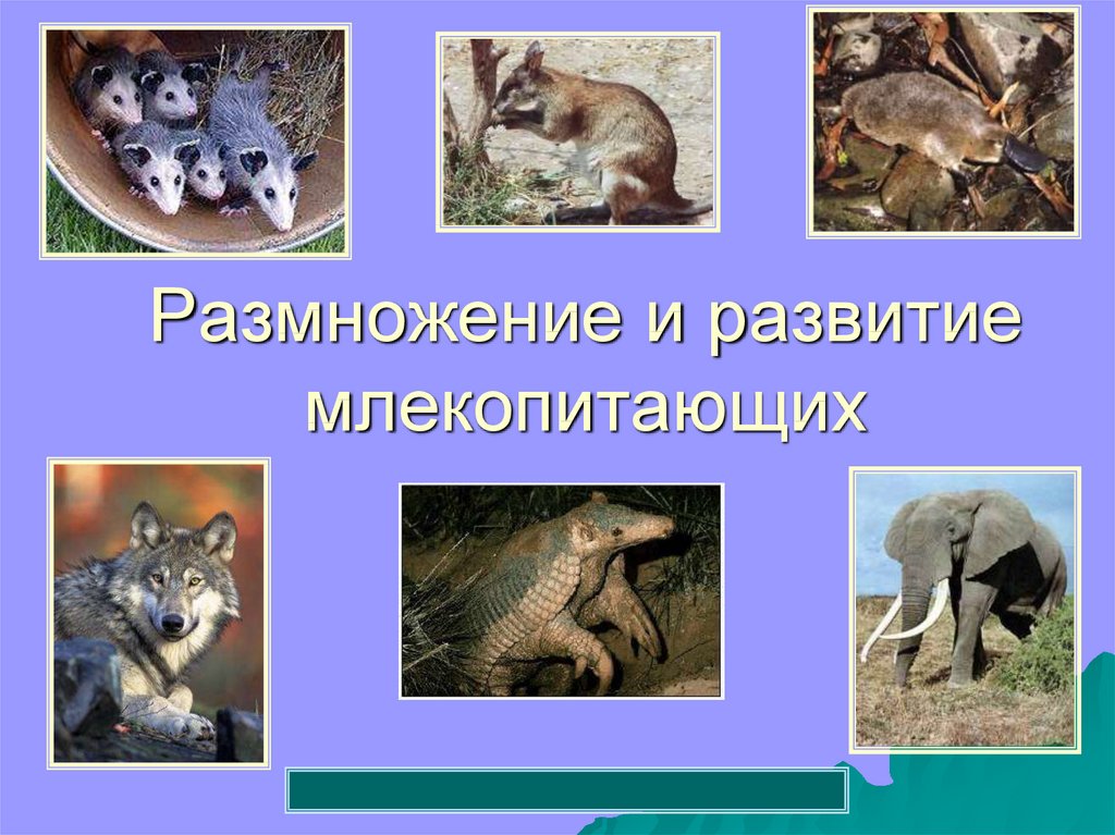 Докажите преимущества размножения млекопитающих по сравнению. Размножение млекопитающих 7 класс биология. Развитие млекопитающих. Размножение млекопитающих для детей. Развитие потомства у млекопитающих.