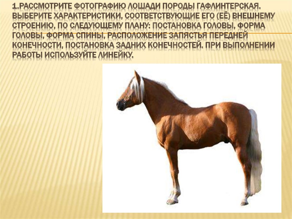 Рассмотрите фотографию рыжей лошади. Гафлинтерская порода лошади. Выберите характеристики соответствующие внешнему строению лошади. Форма головы лошади ОГЭ.