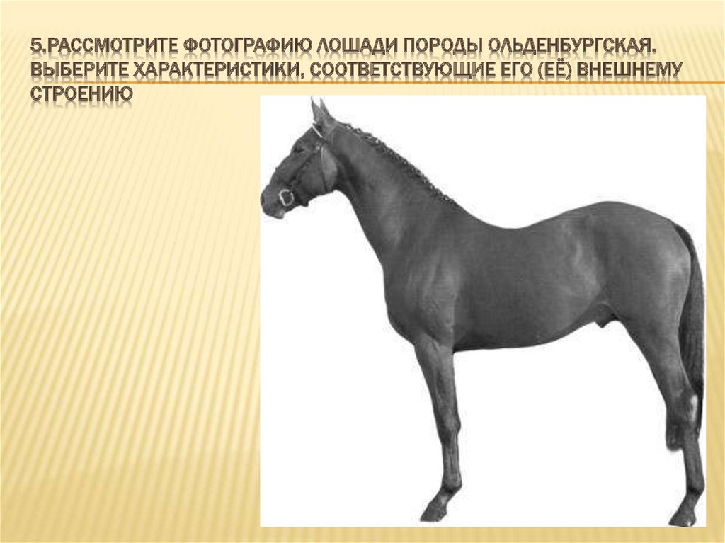 Рассмотрите фотографию коричневой лошади с черными. Конь Ольденбургский породы. Рассмотрите фотографию лошади. Рассмотрите фотографию лошади породы. Рассмотрите фотографию лошади породы Ольденбургская.