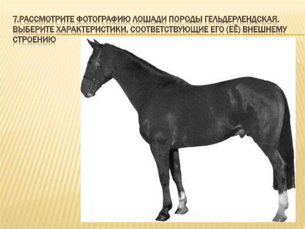 Рассмотрите фотографию черной лошади породы кабардинская и выполните задания