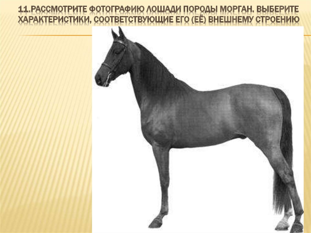 Рассмотрите фотографию черной лошади породы кабардинская. Отличительные черты пород лошадей. Карточки породы лошадей. Демонстрационный материал породы лошадей. Рассмотрите фотографию лошади породы Вестфальская.
