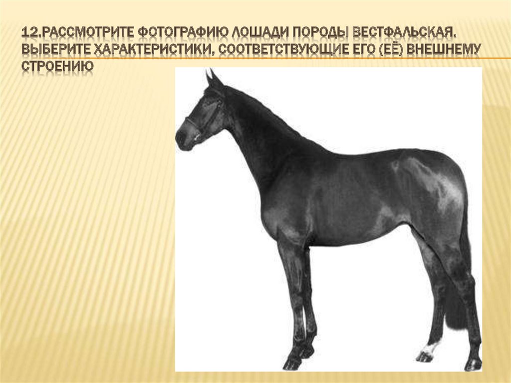 Рассмотрите фотографию черной лошади породы кабардинская. Рассмотрите фотографию лошади породы Вестфальская. Карточки породы лошадей. Рассмотрите фотографию. Внешнее строение лошади.