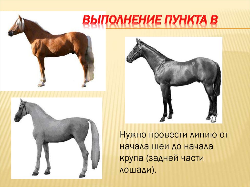 Конь части слова. Задание по биологии с лошадью. ОГЭ биология лошадь. Селекция лошадей презентация. Конь выполнение упражнения.