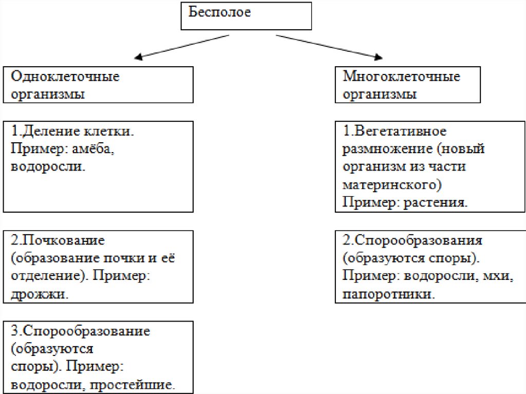 Взрослые родительские организмы схема