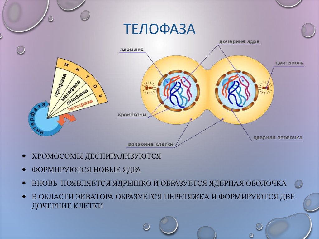 Какой хромосомный набор в телофазе митоза