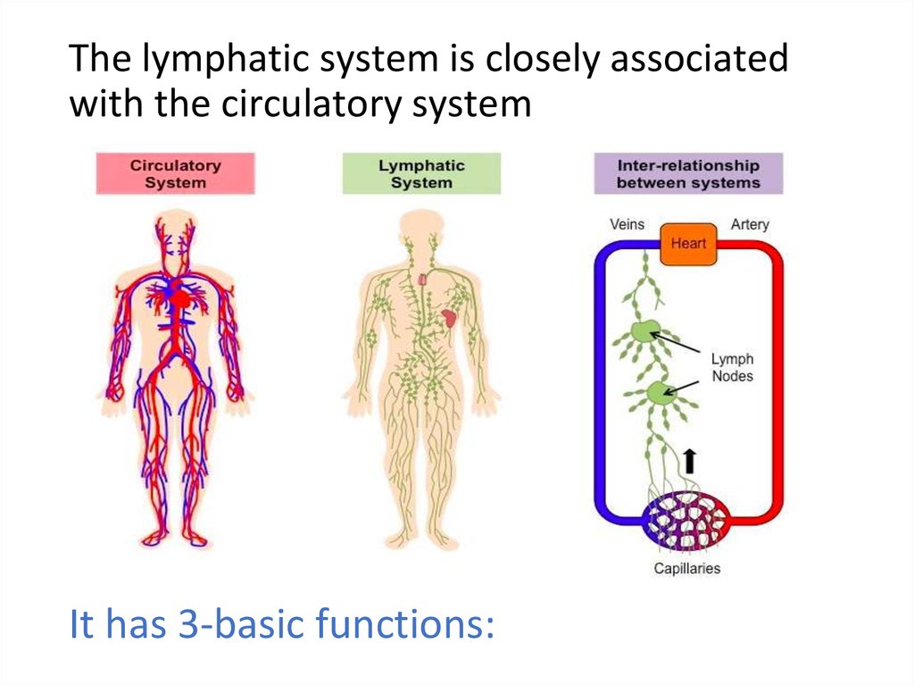 Lymphatic system - презентация онлайн