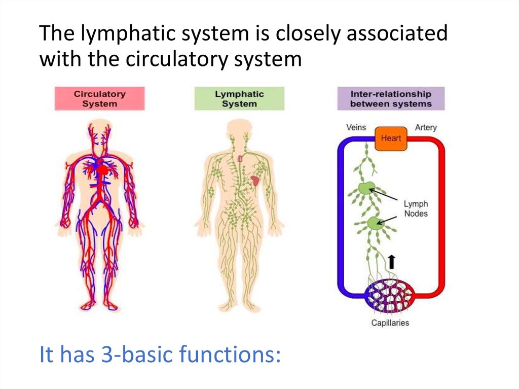 Lymphatic System 