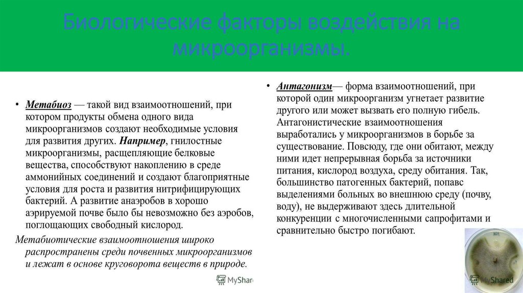 Созданы благоприятные условия. Условия для развития микроорганизмов. Благоприятная среда для развития микроорганизмов. Условия благоприятные для развития микроорганизмов. Благоприятные факторы для развития микроорганизмов.