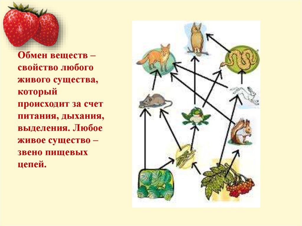 Влияние человека на биосферу картинки