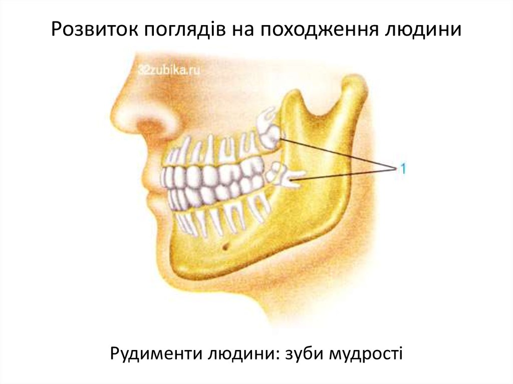 Сколько зубов мудрости может быть у человека. Рудименты человека зубы мудрости.