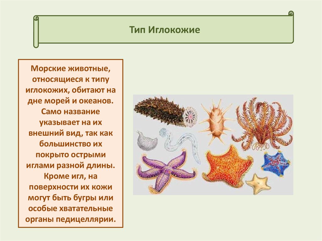 Тип иглокожие презентация 7 класс биология