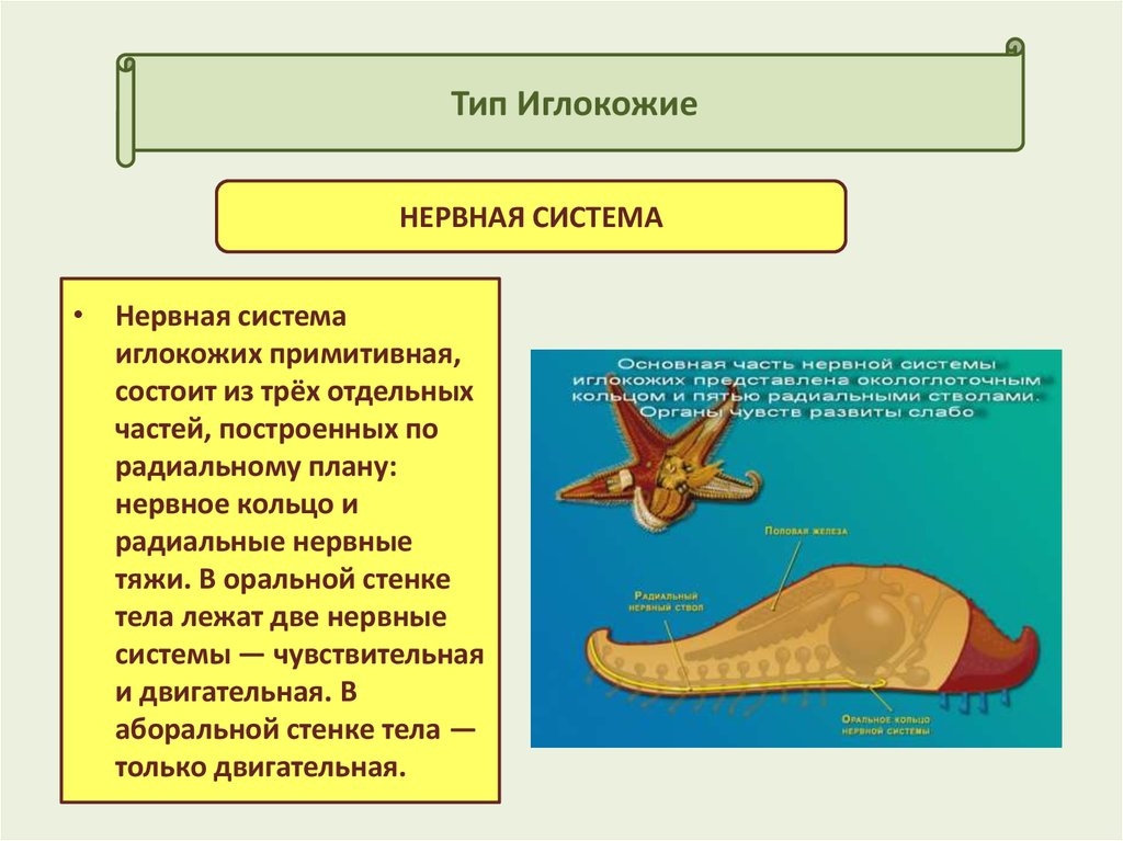 Тип иглокожие 7 класс биология