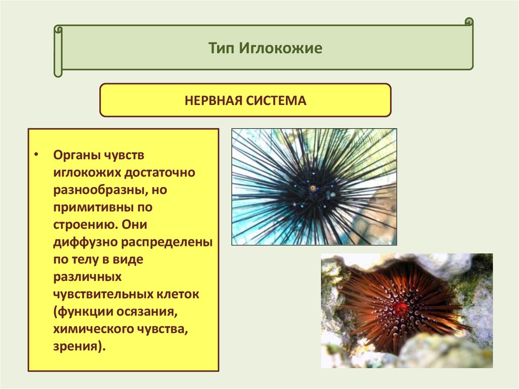 Тип иглокожие 7 класс биология