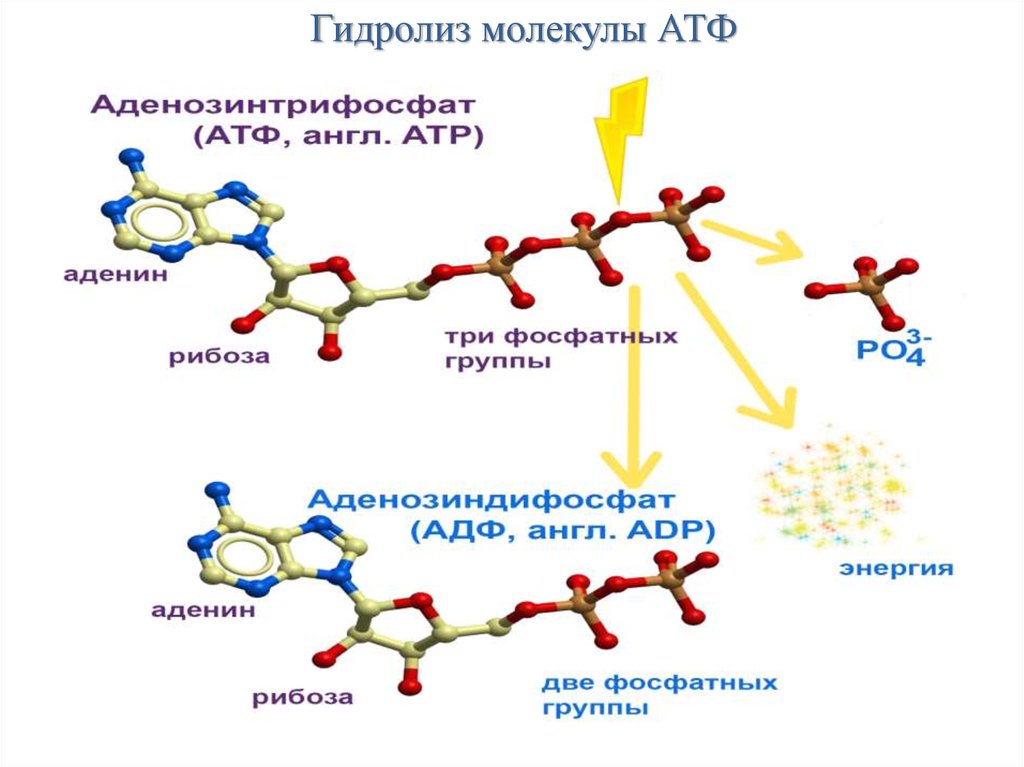 Атф является белком. Гидролиз молекулы АТФ. Схему гидролитического расщепления АТФ В организме.