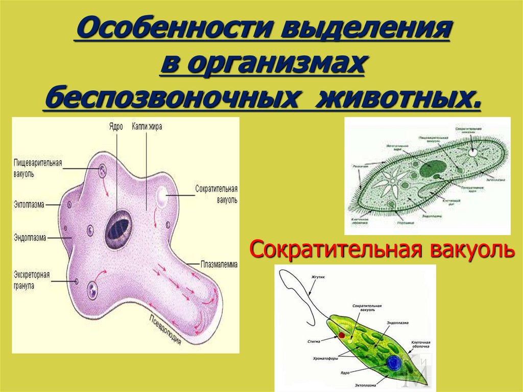 Органы выделения животных 7 класс презентация