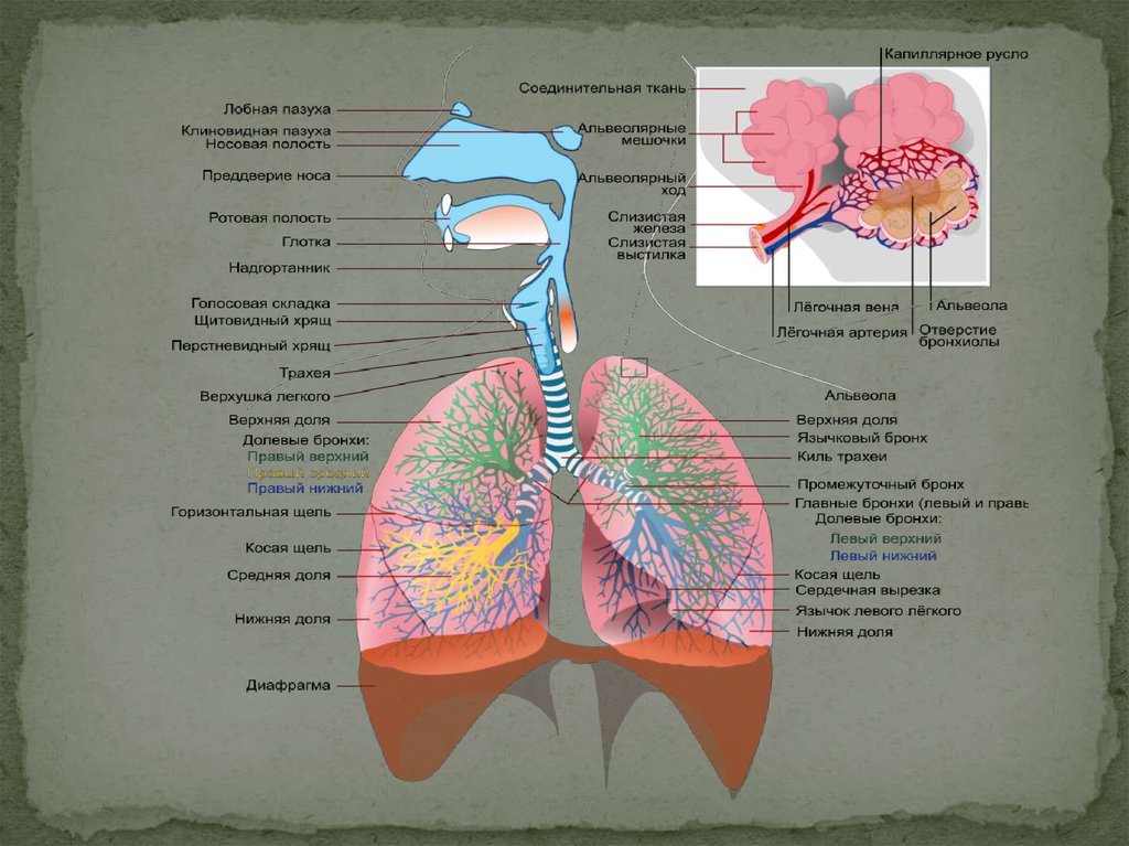 Реферат: Дыхательная система человека