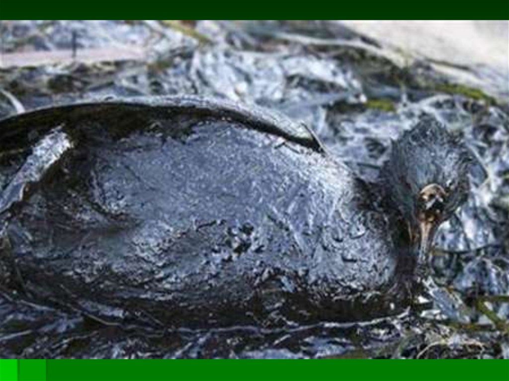 Гибнут в результате. Разлив нефти в Керченском проливе. Экологическая катастрофа. Птица в мазуте. Разлив нефти птицы.