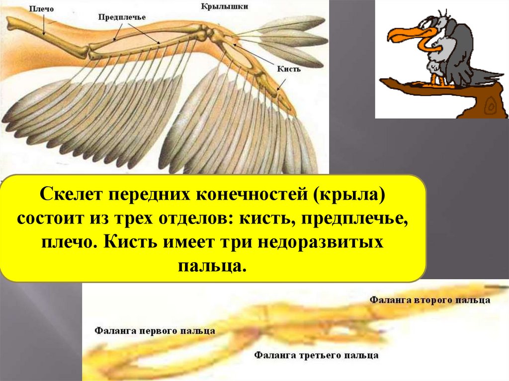 Скелет птицы пояс передних конечностей. Конечности птиц. Передние конечности птиц. Рычаги у птиц. Кисть птиц имеет три недоразвитых пальца.