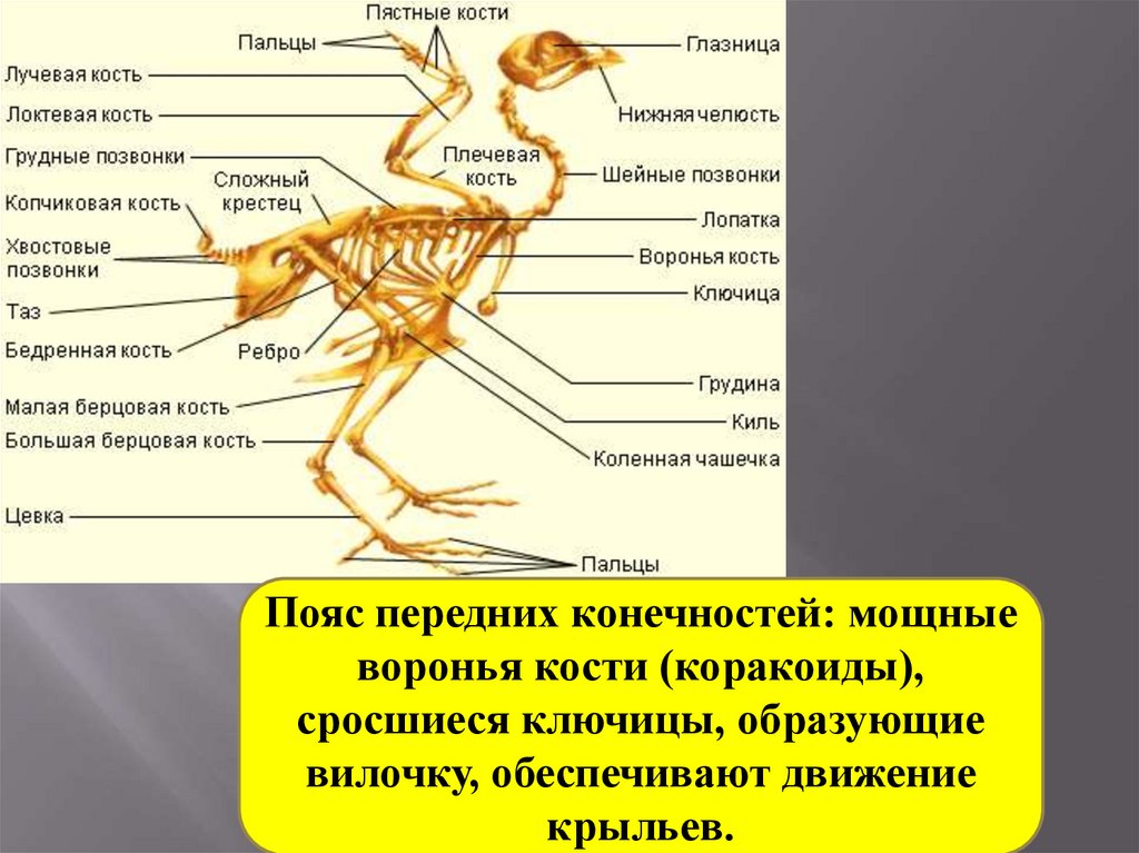 Скелет передней конечности птиц состоит из. Скелет лягушки Воронья кость. Коракоид Воронья кость. Скелет лягушки пояс передних конечностей. Скелет птицы коракоид.