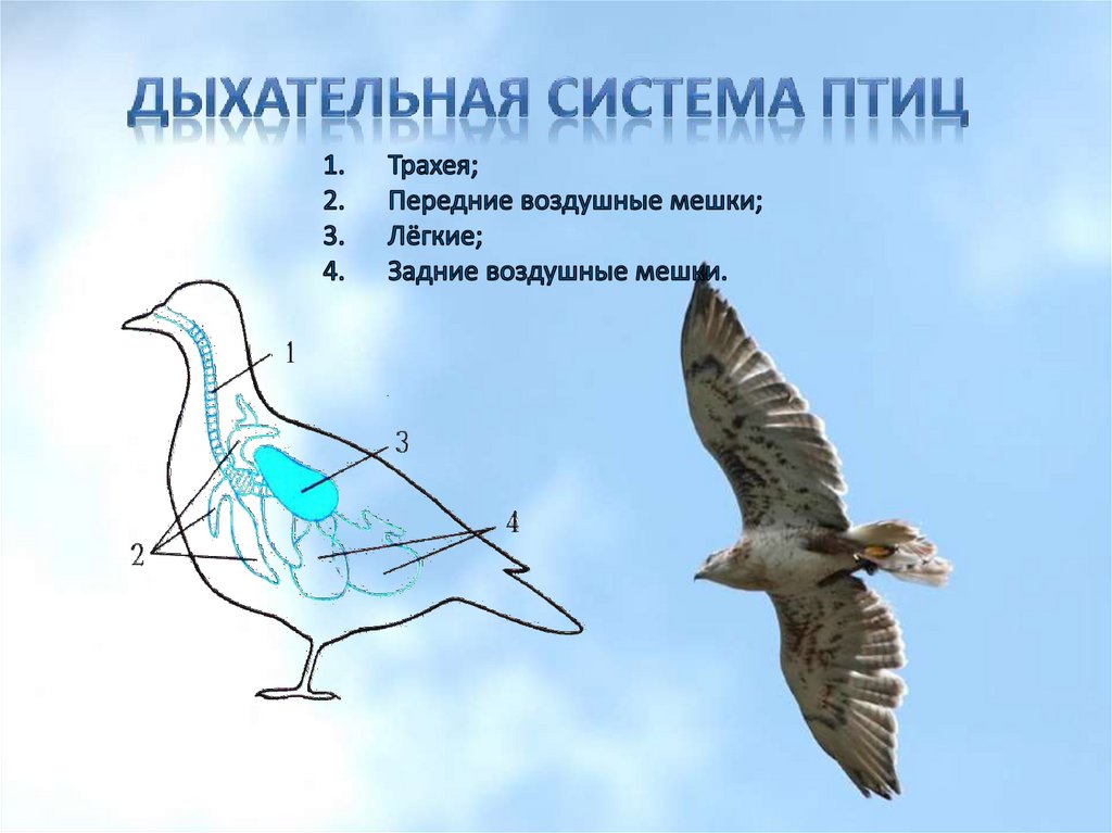 Дыхательная система птиц