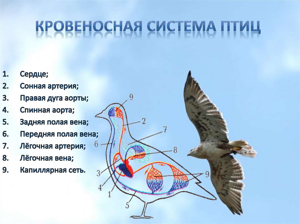 Кровеносная система птиц