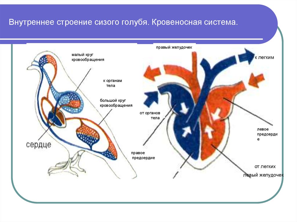 Схема кровообращения птиц