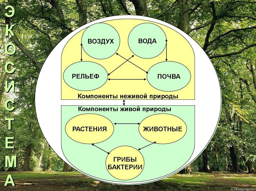 Природа схема. Компоненты природы. Взаимосвязи в природе. Связи между объектами природы. Компоненты экосистемы живой природы.