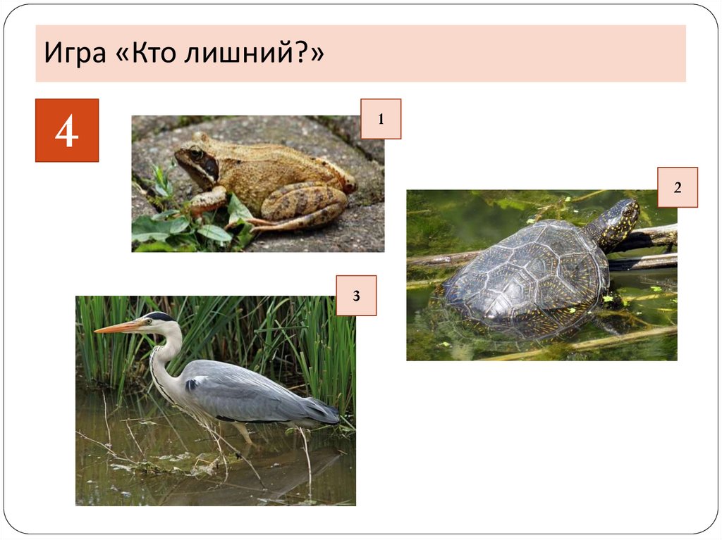 Тест по биологии природные сообщества 7 класс. Кто лишний. Природное сообщество Курского края.