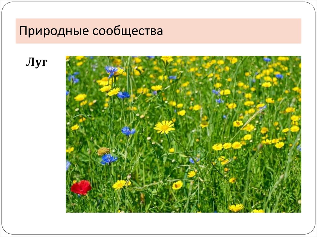 Что такое природное сообщество. Природные сообщества Ульяновской. Природное сообщество Ульяновской области. Природные сообщества Ульяновской области 4 класс. Проект природные сообщества родного края.